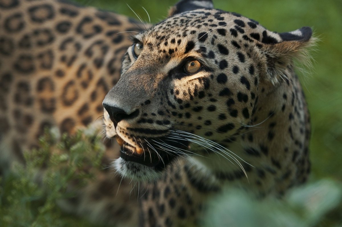 Рицинский заповедник фауна