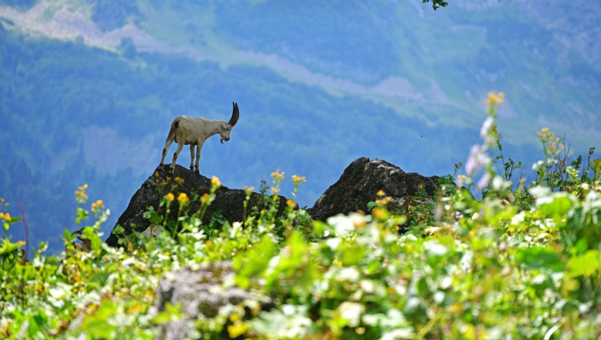 Серна красная Поляна
