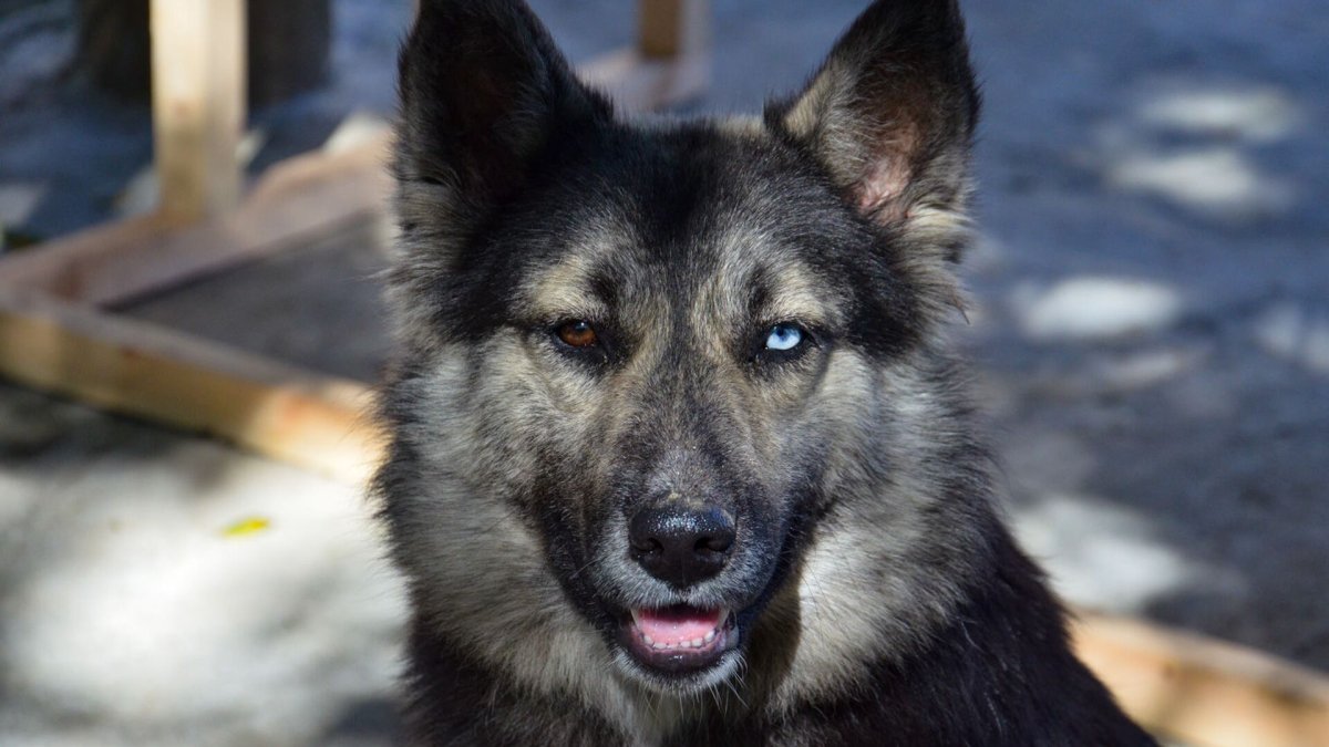 Животные абхазии