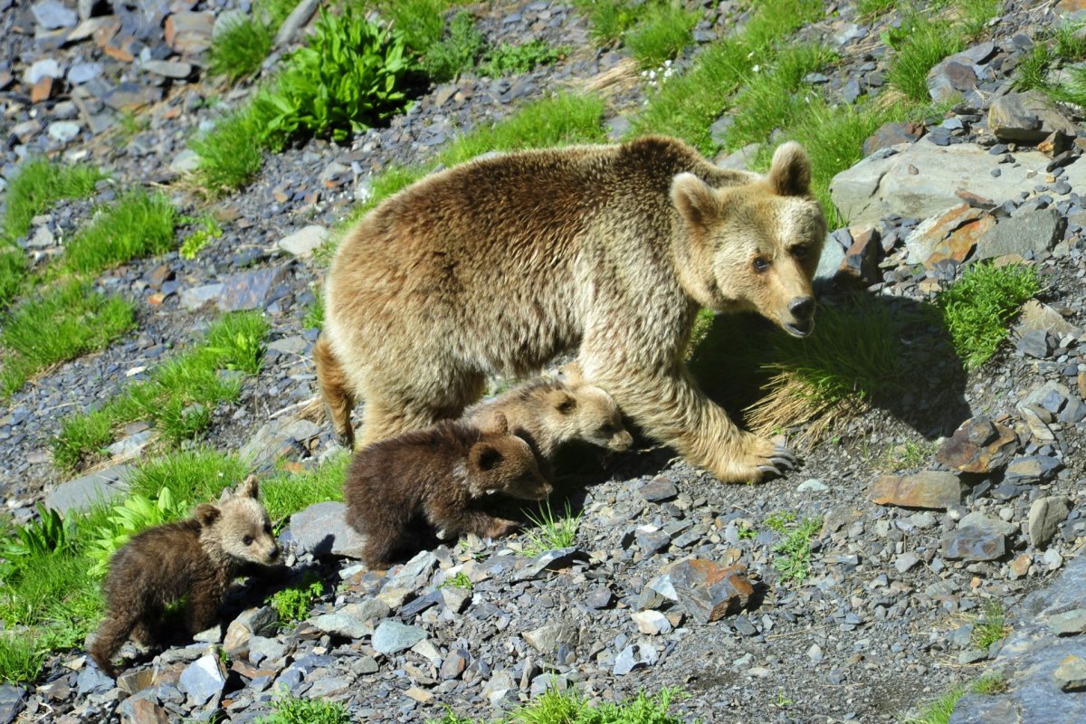 Тебердинский заповедник горный козел