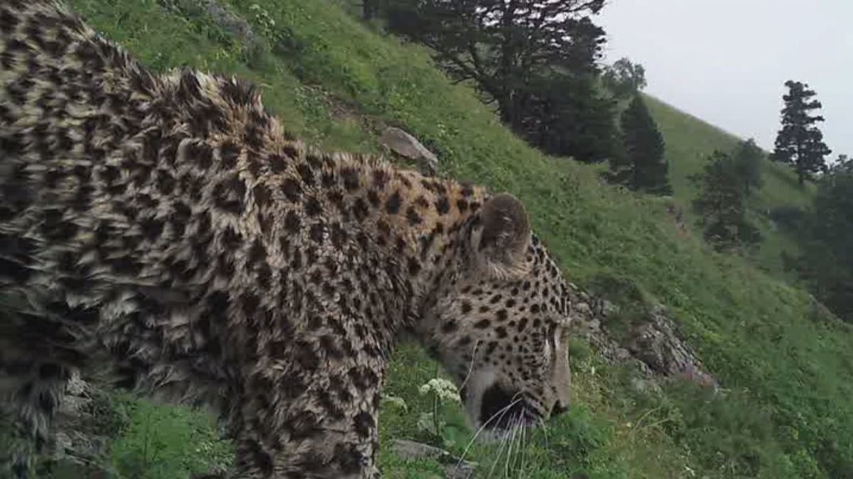 Алтайский горный козел