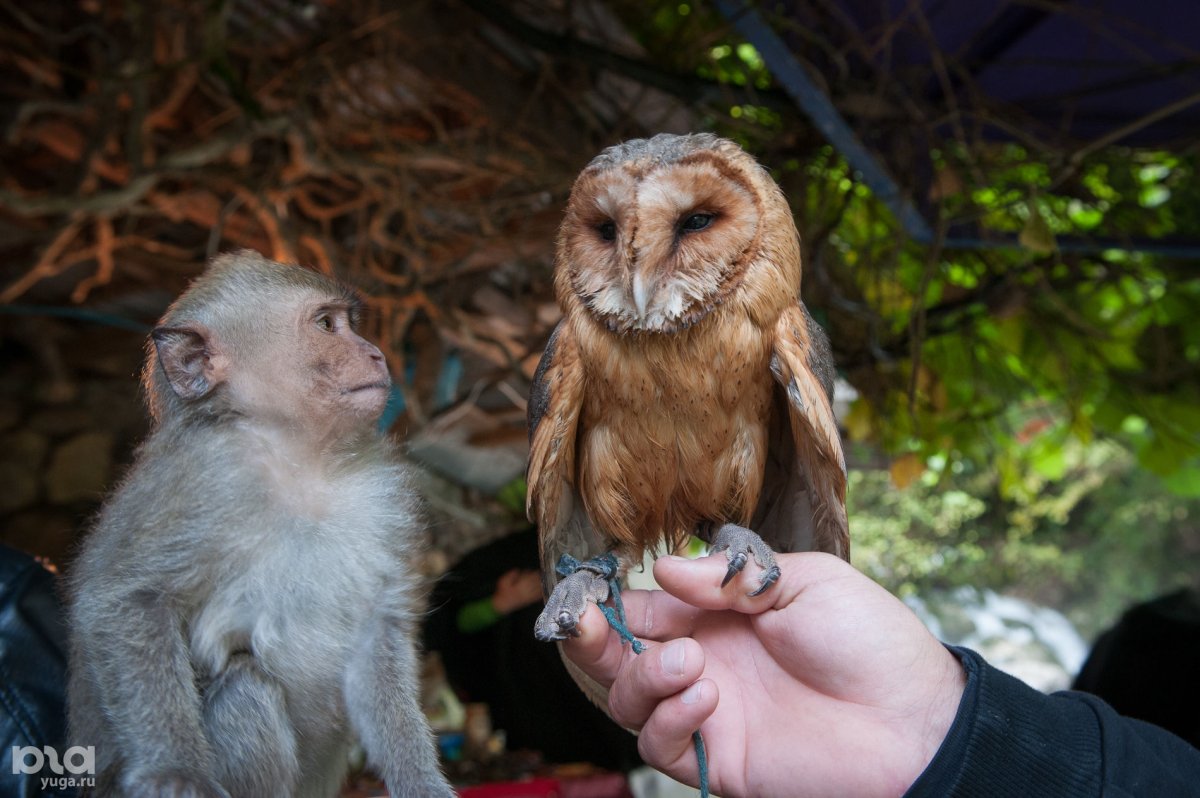 Горная корова Абхазия