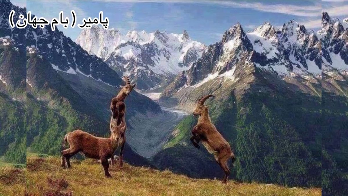 Девочка с олененком