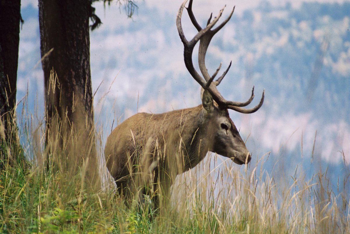 Шерстокрыл кагуан