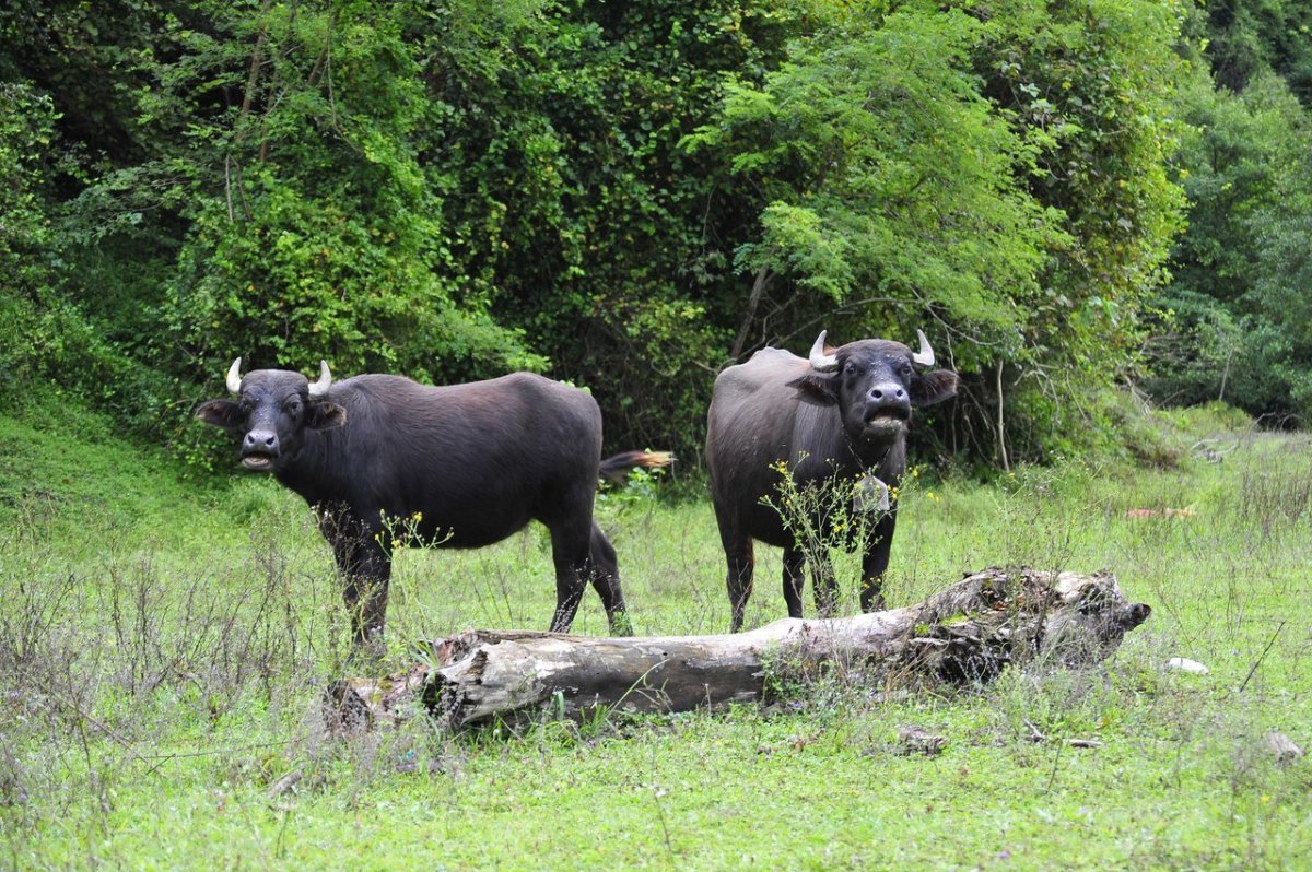 Горный козёл Хорн