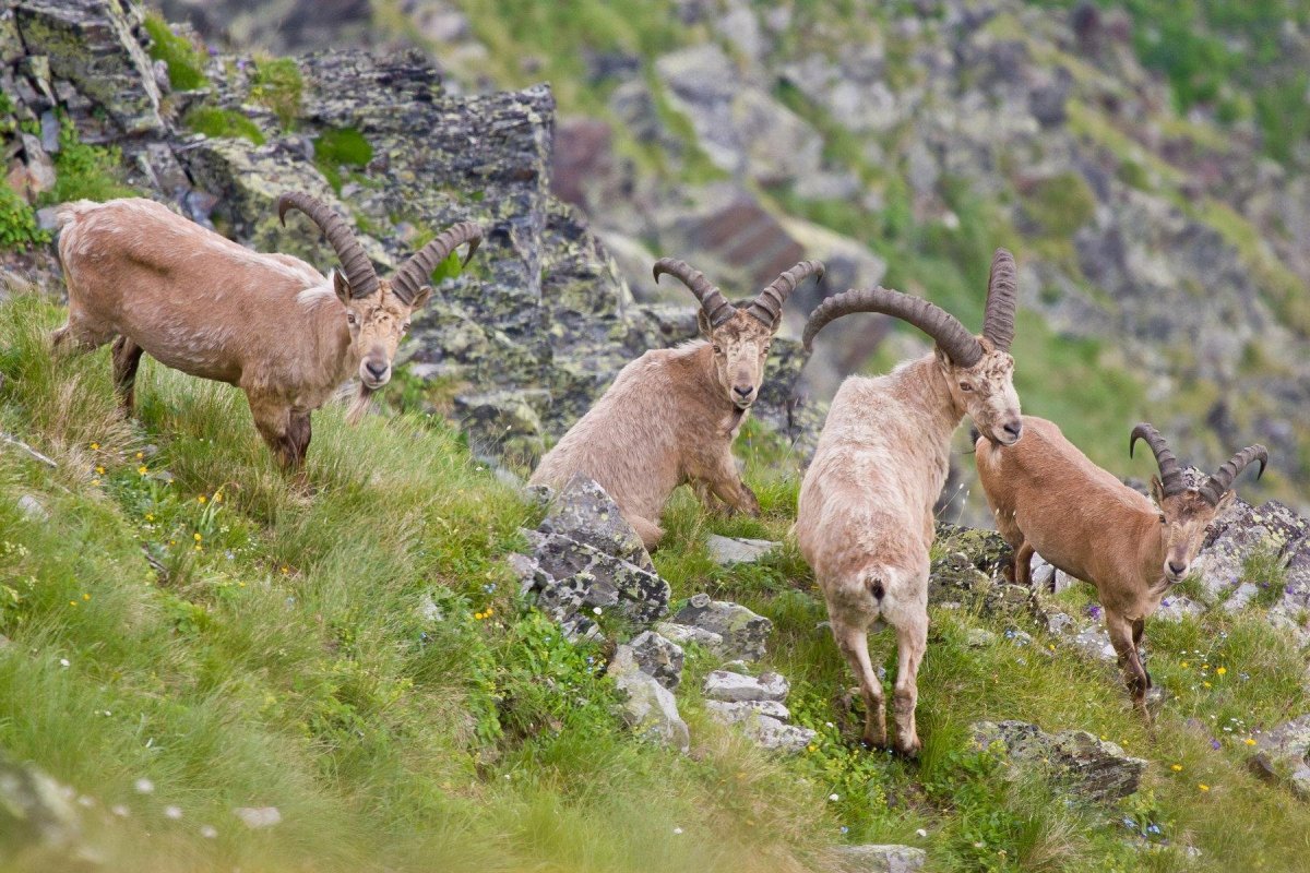 Абхазия приколы