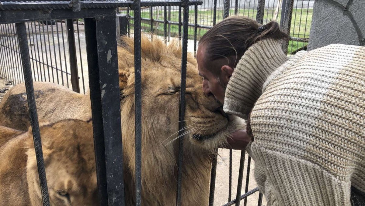 Королевская альпака