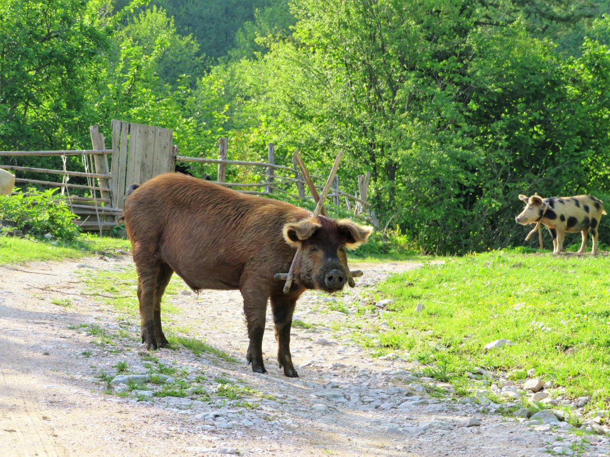 Кавказский благородный олень Краснодарского края