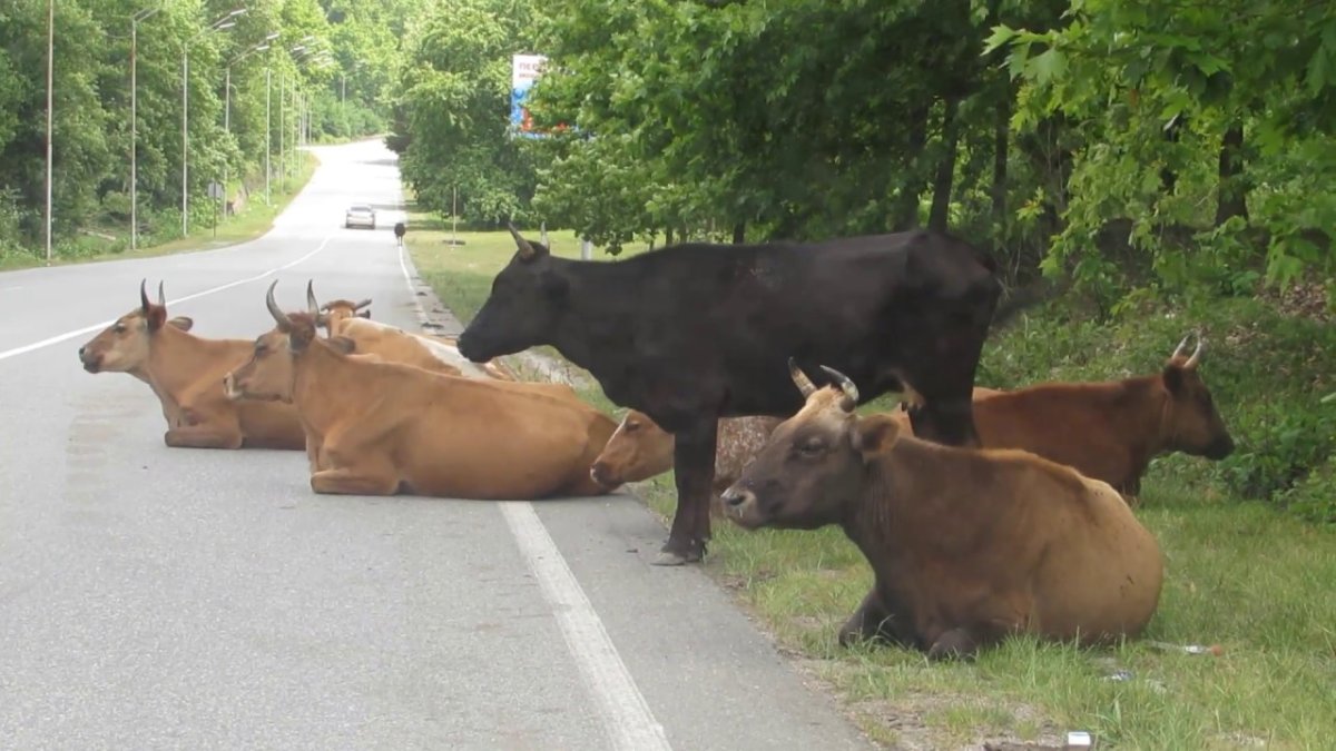 Тебердинский заповедник Серна