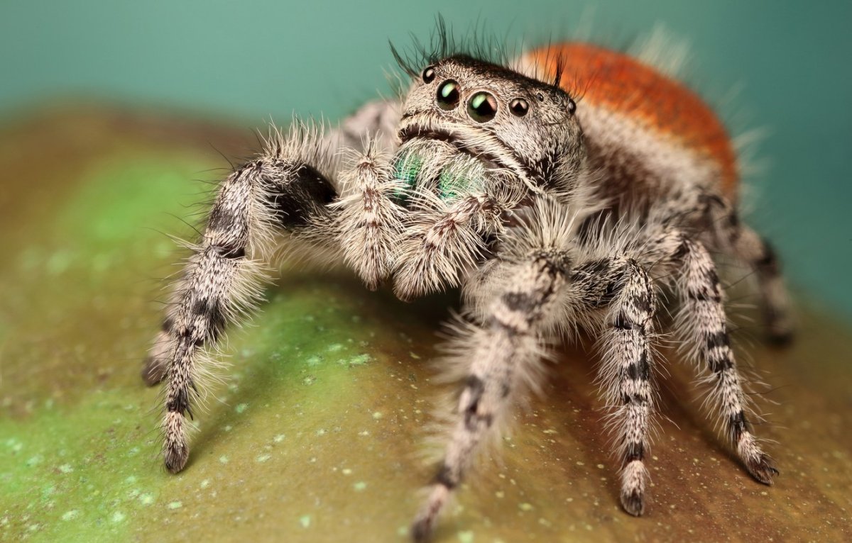 Lycosa aragogi