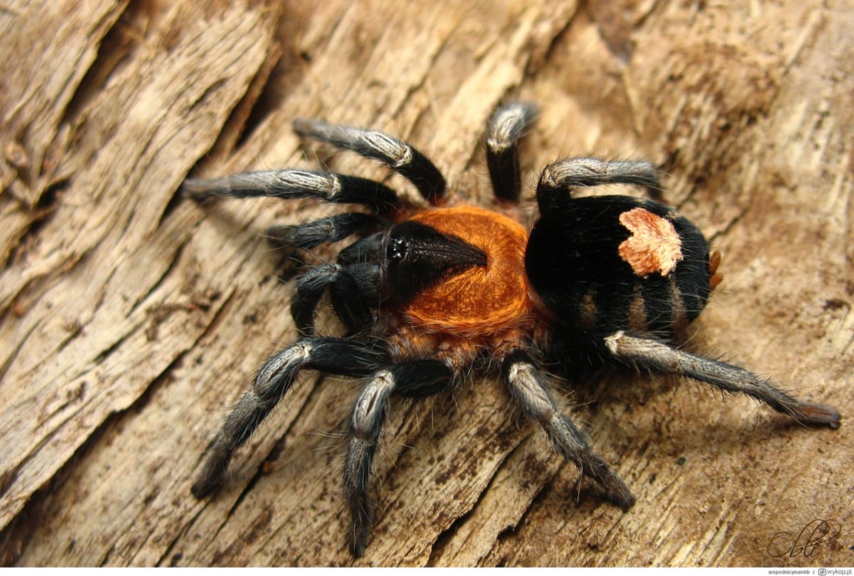 Cyriocosmus elegans паук