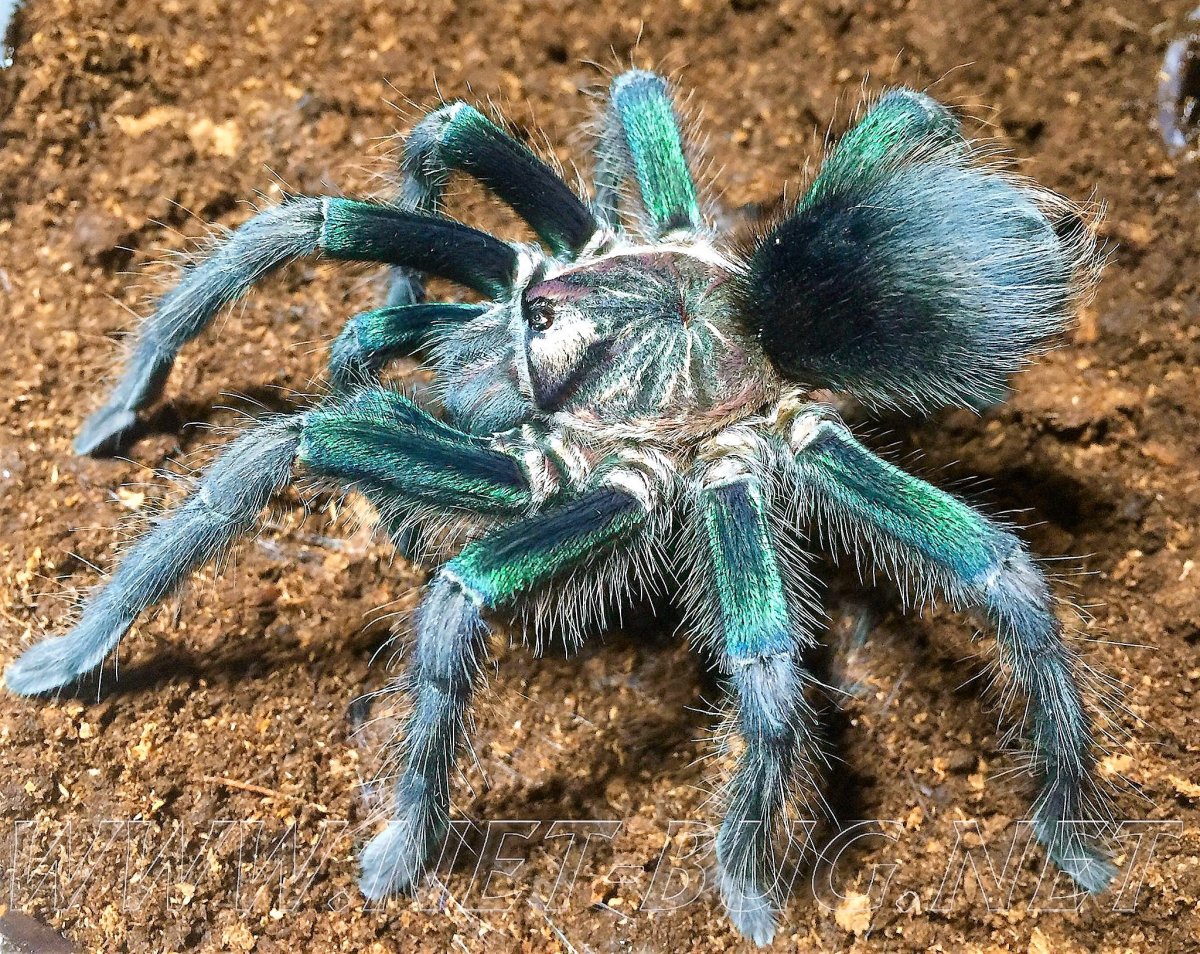 Паук-птицеед Phormictopus SP. "Green femur