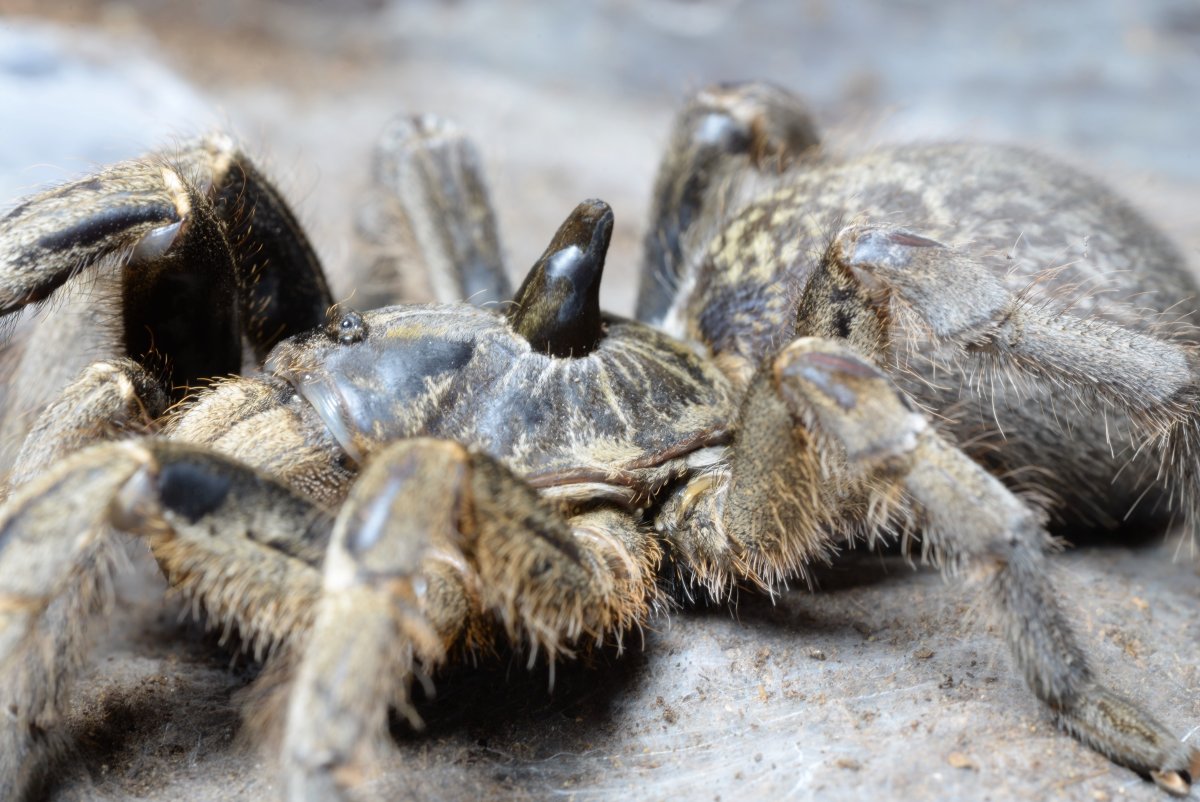 Паук-птицеед Ceratogyrus marshalli