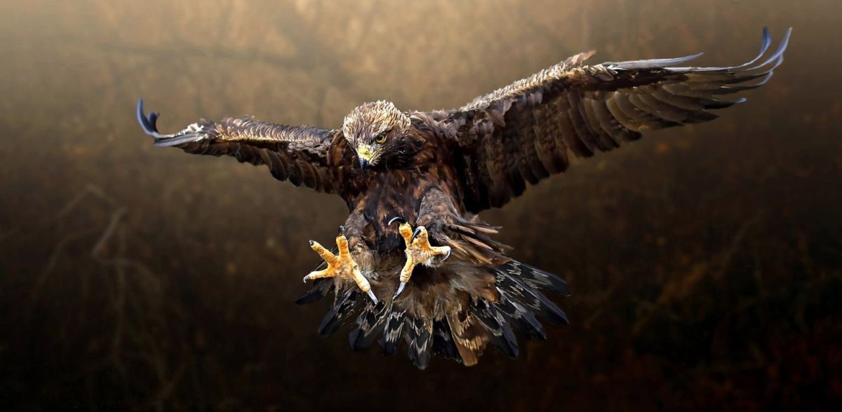 Орлан-белохвост белоголовый