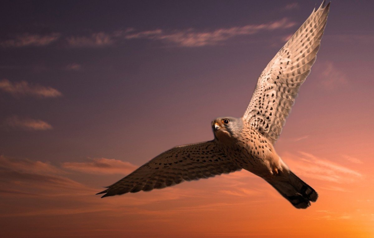 Сокол летит