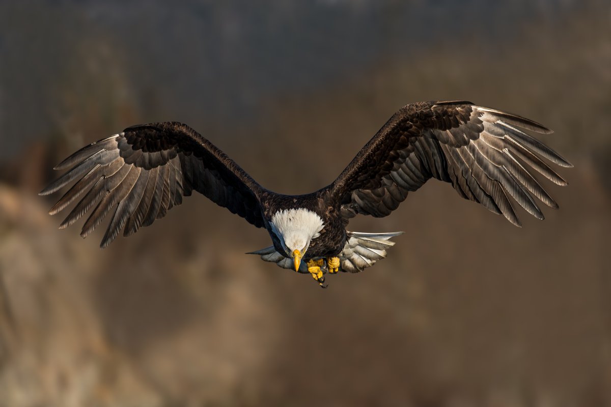 Орёл Беркут и Степной Орëл