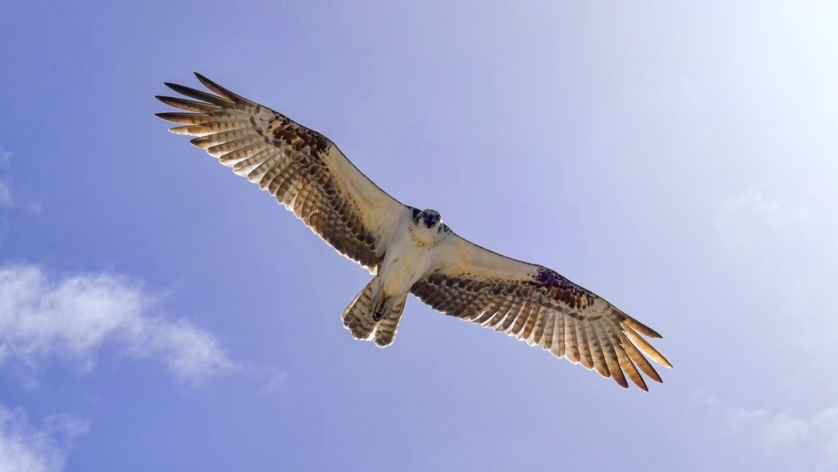 Ястреб-перепелятник размах крыльев