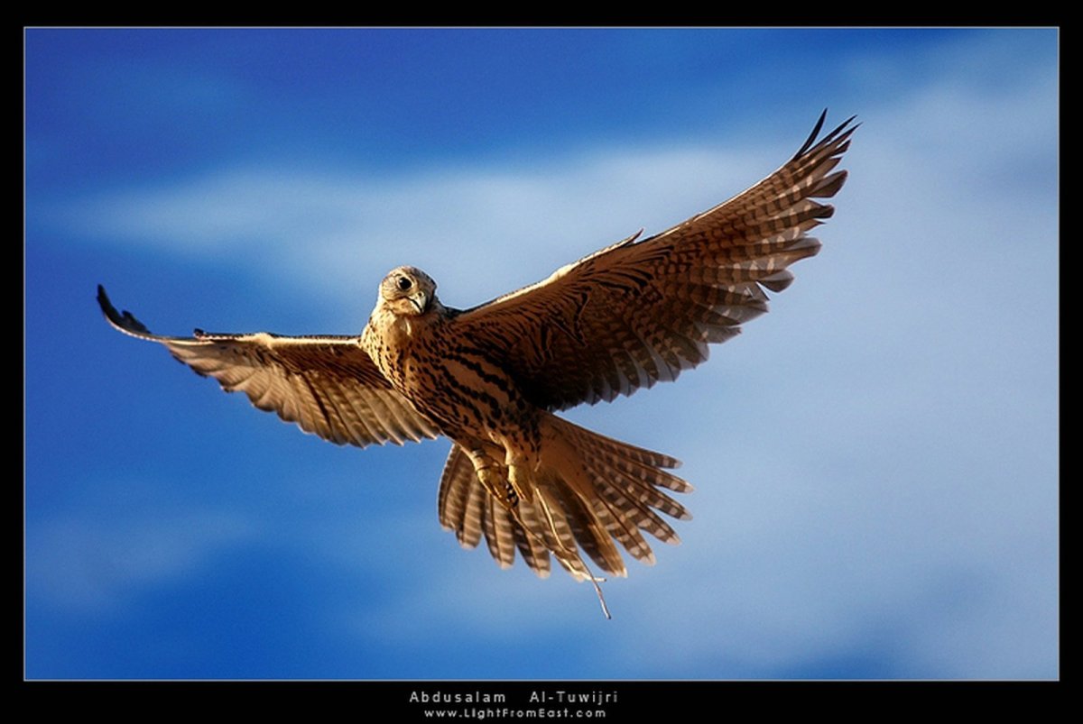 Сокол в небе