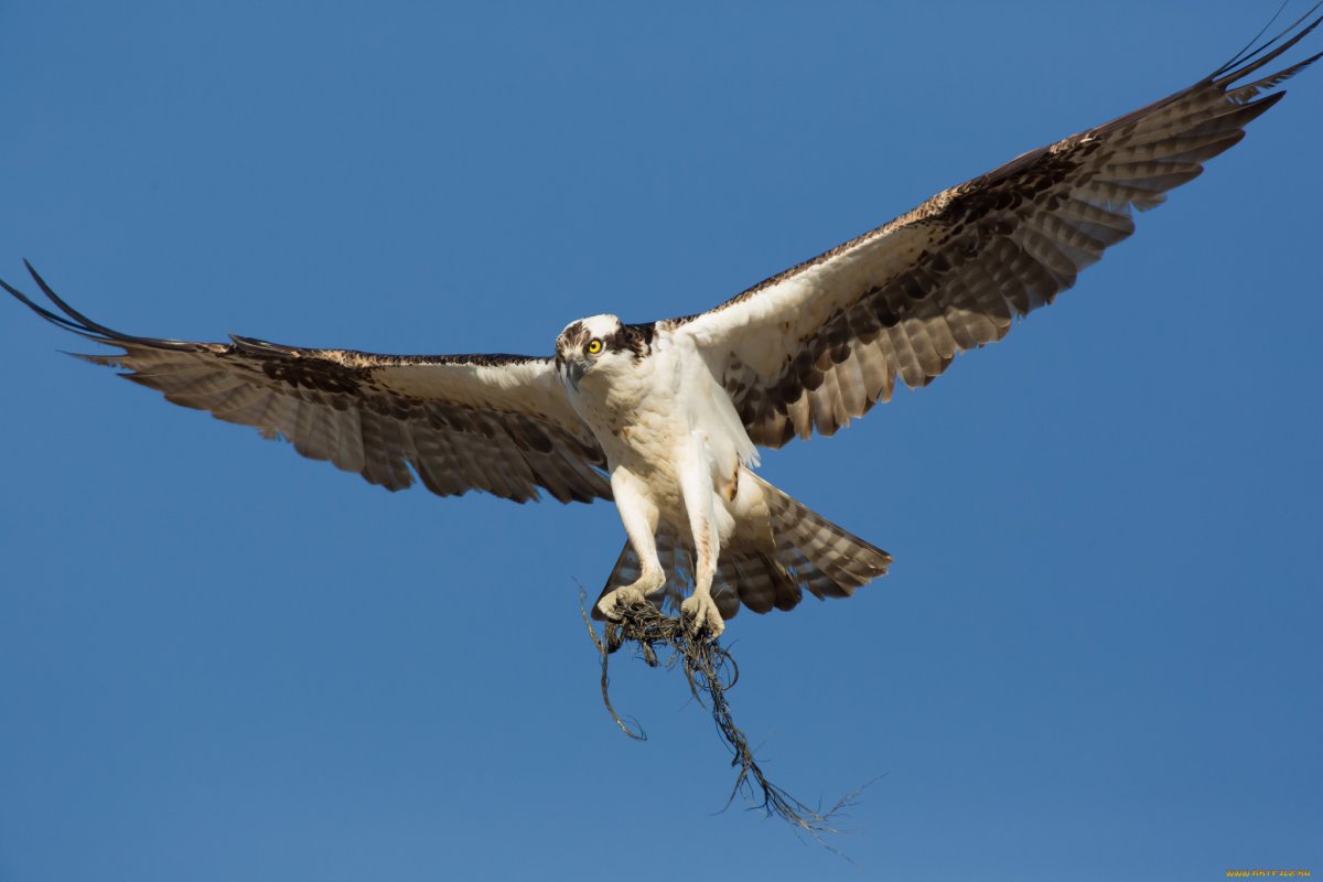 Орел парящий в небе