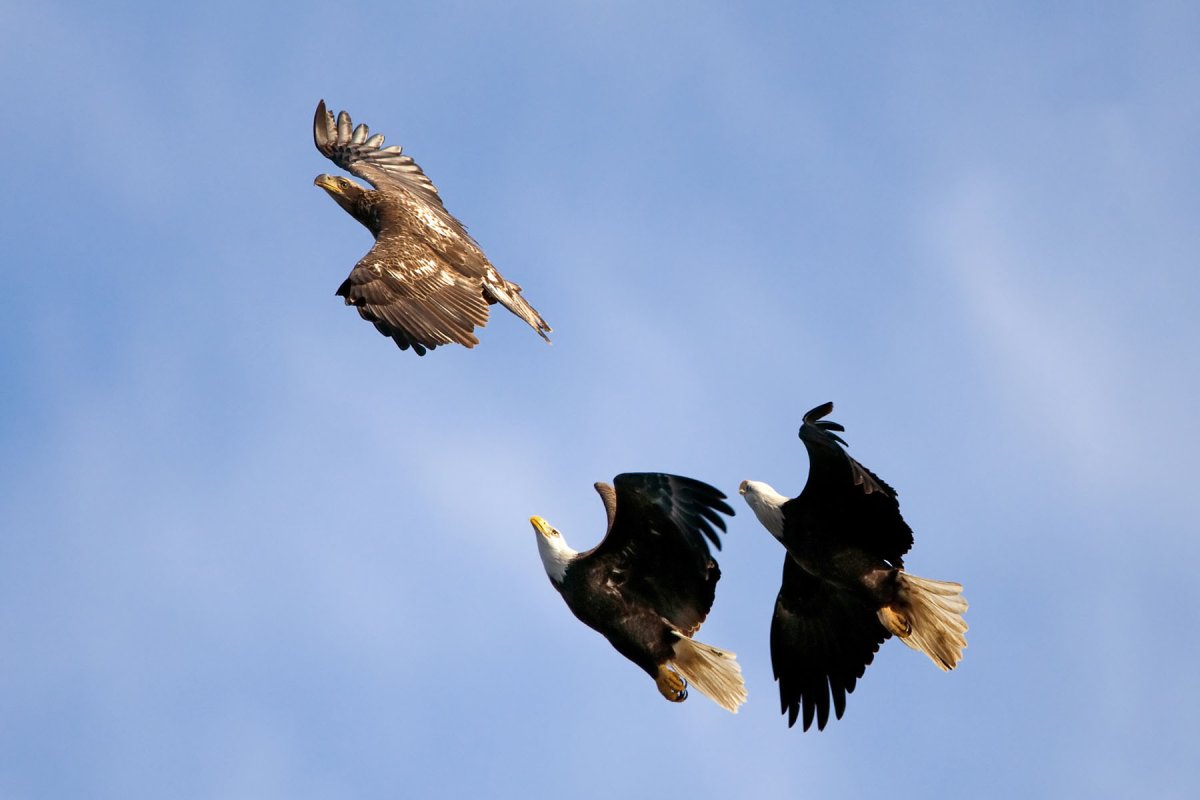 Беркут и Кондор