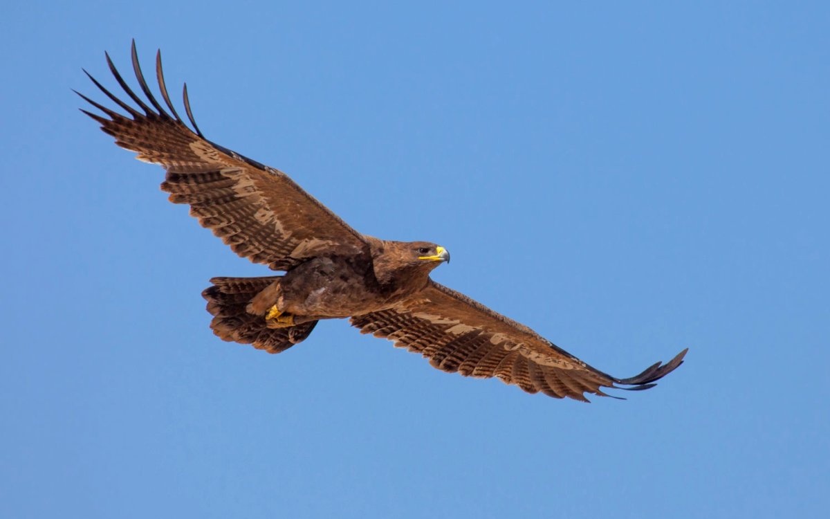 Орел и небо живопись