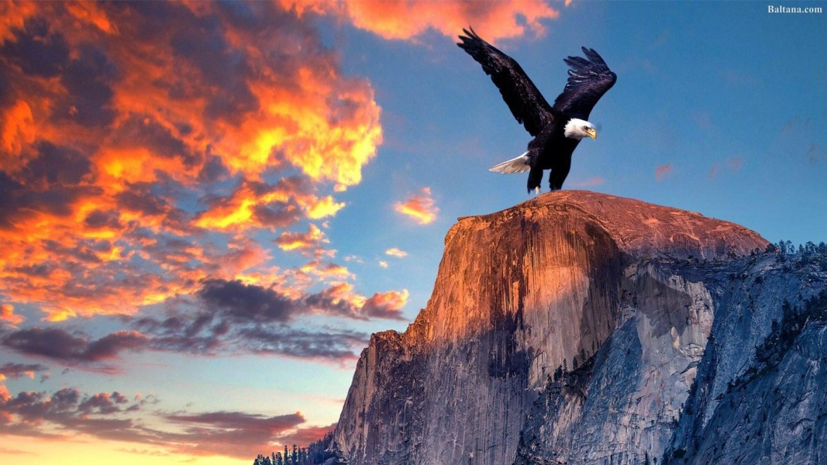 Хищные птицы Аргентины