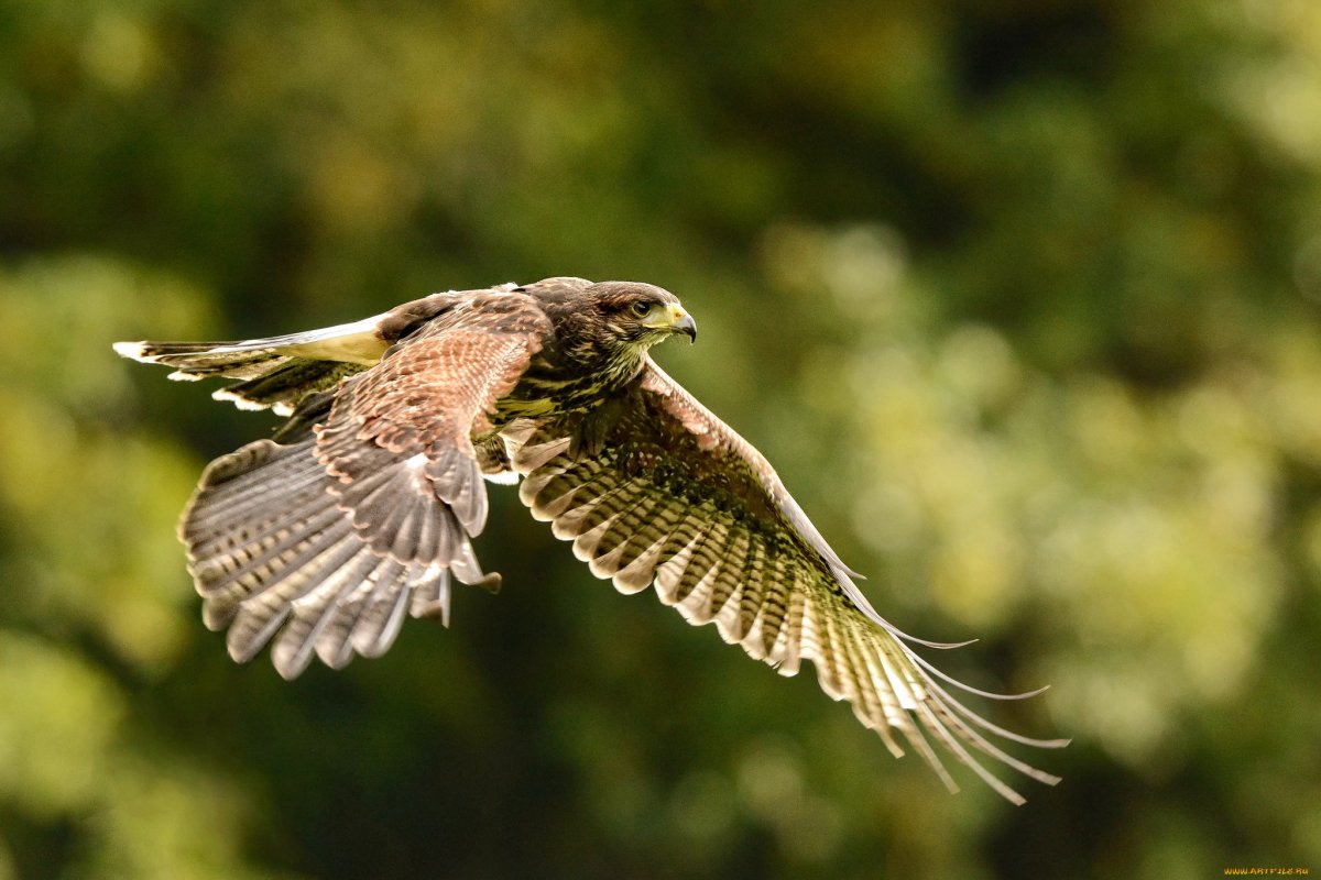 Беркут и Орлан белохвост