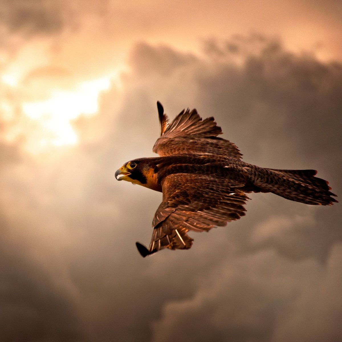 Ястреб тетеревятник в полёте