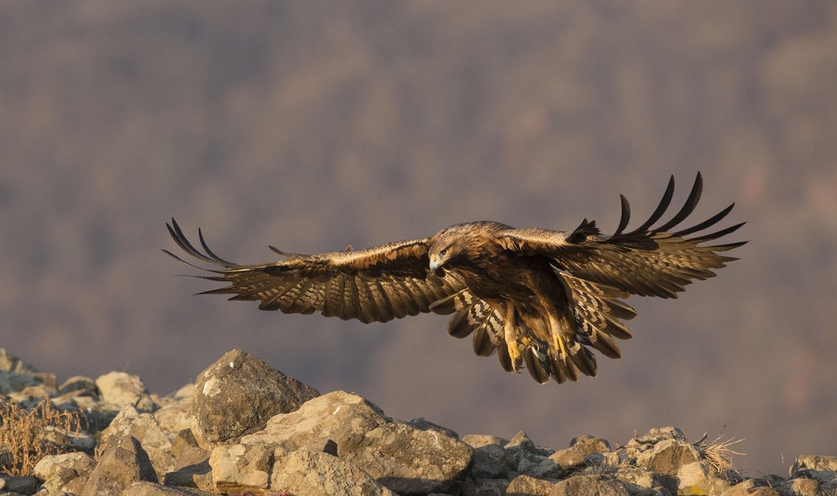 Полет ястреба перепелятника