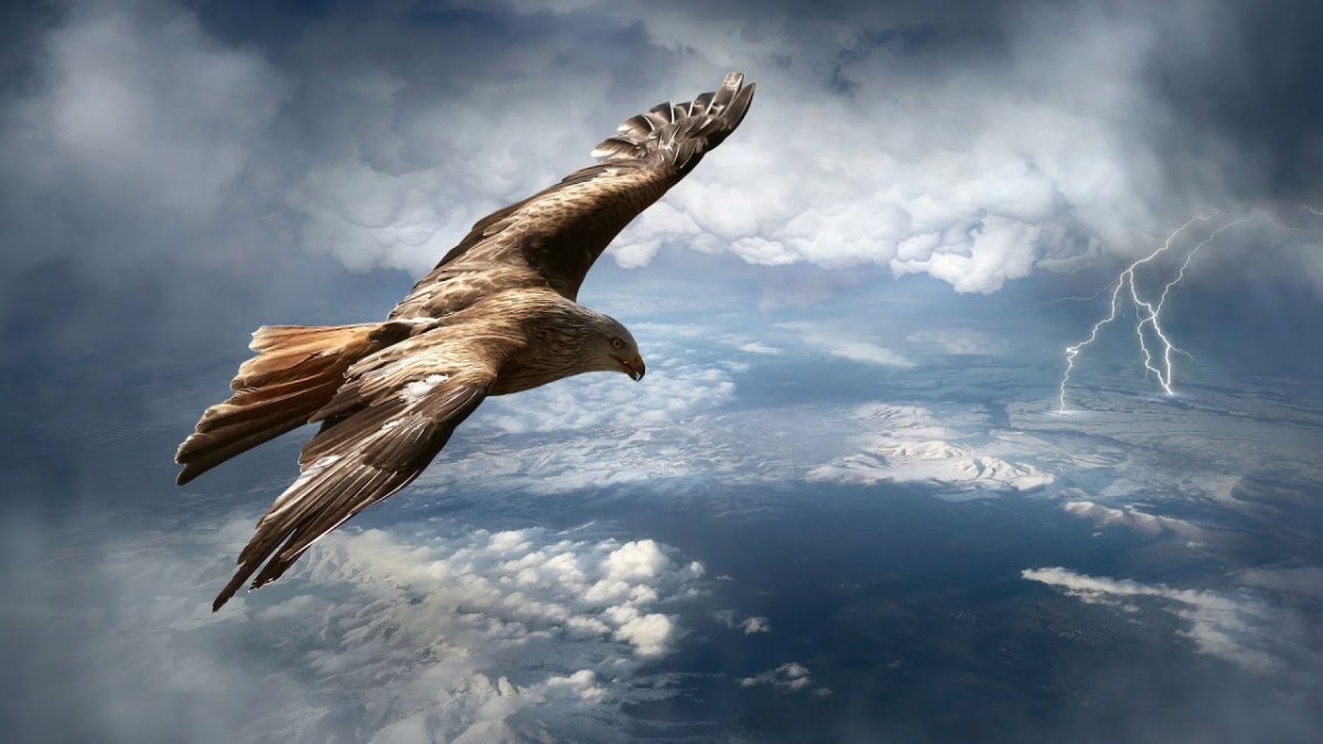 Сокол летит