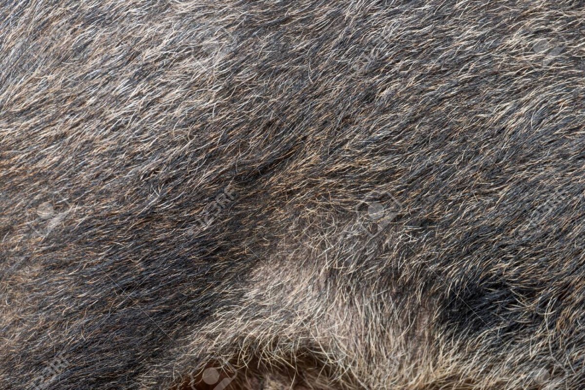 Кабан дикий с шерстью