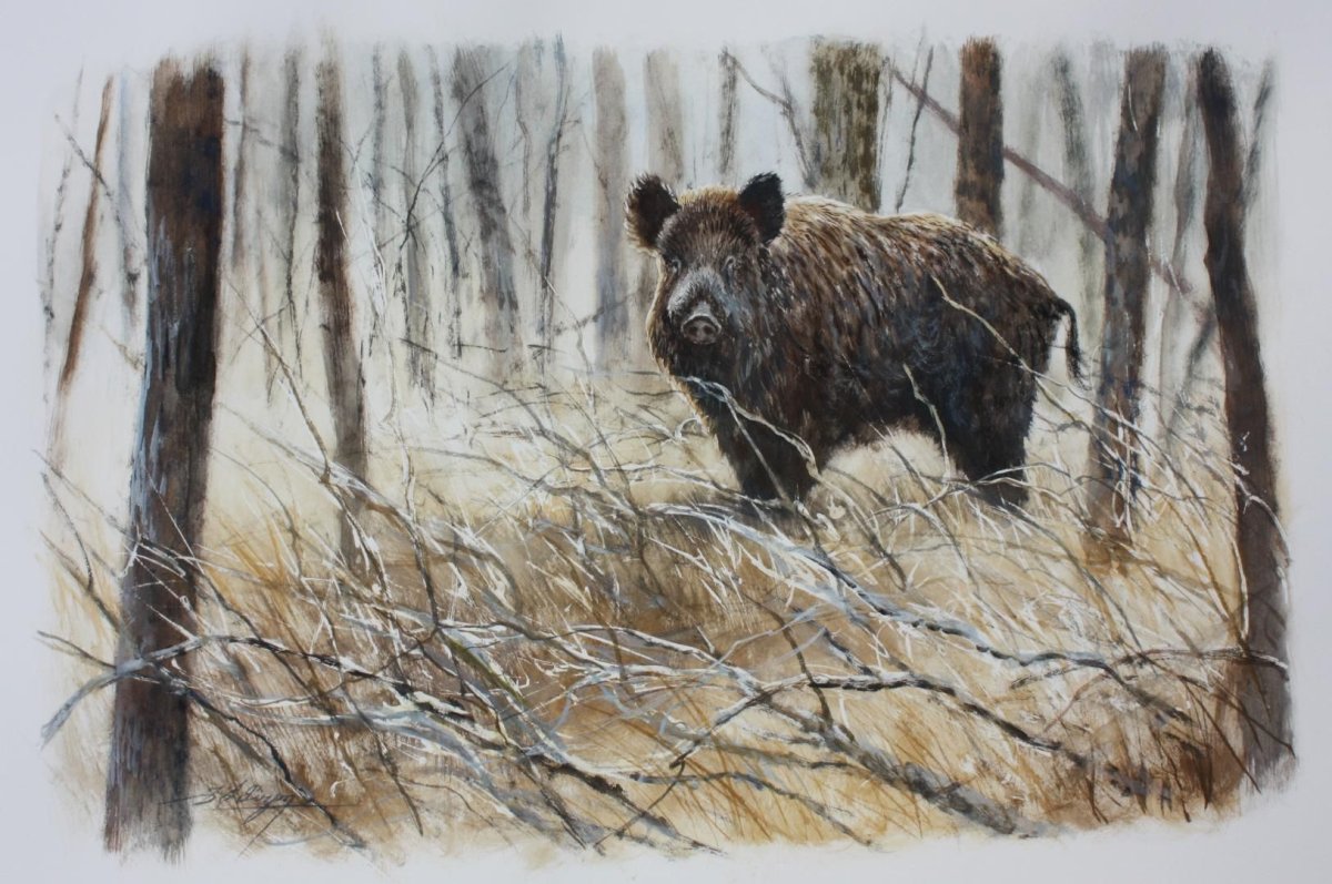 Охота кабаны акварель