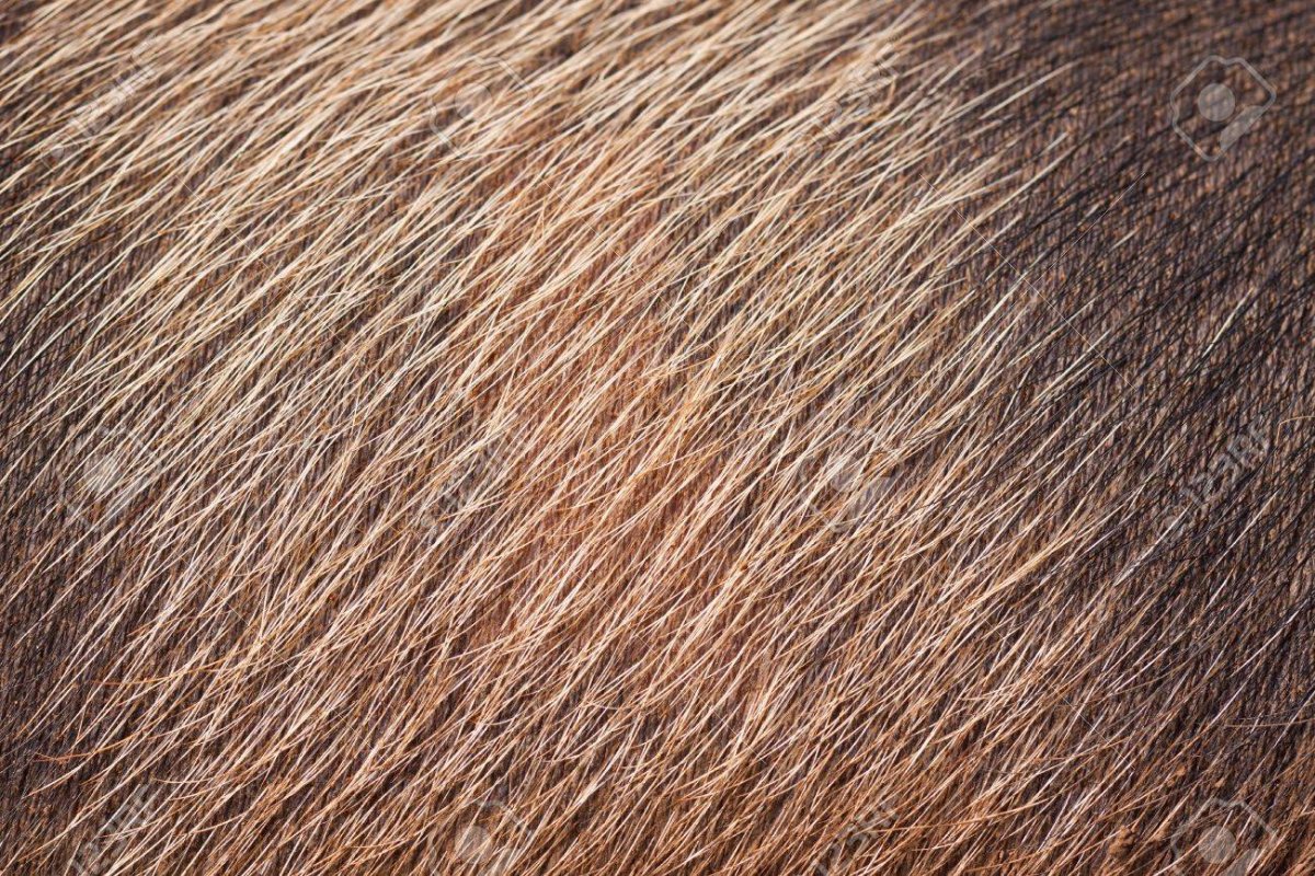 Шерсть кабана