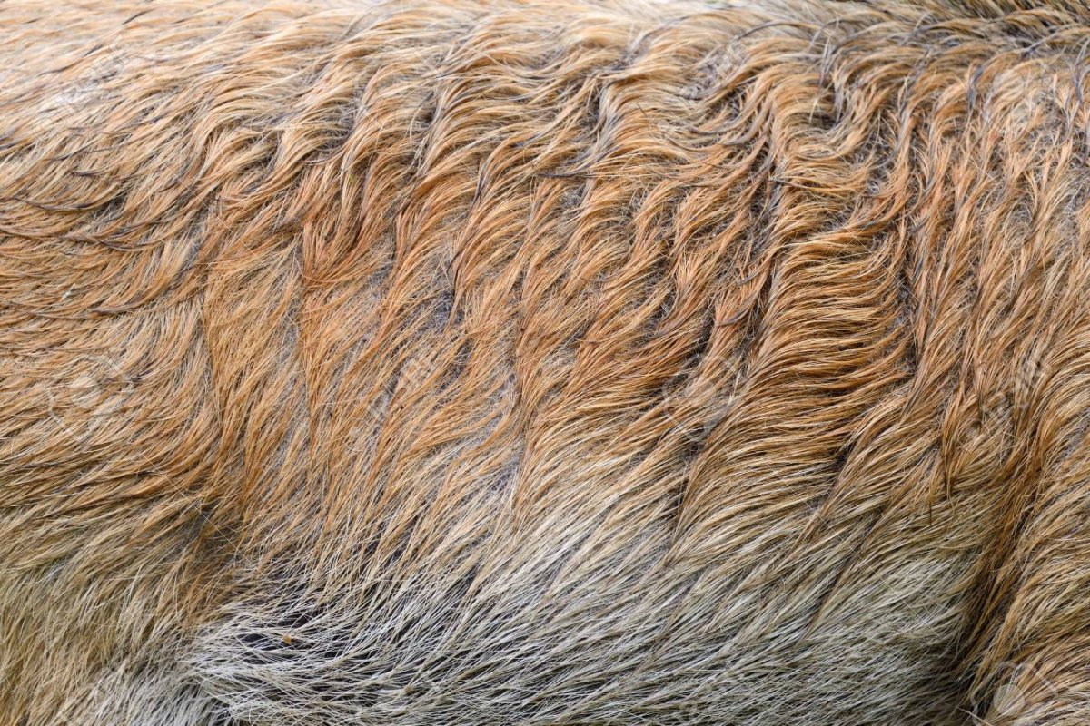 Шерсть кабана