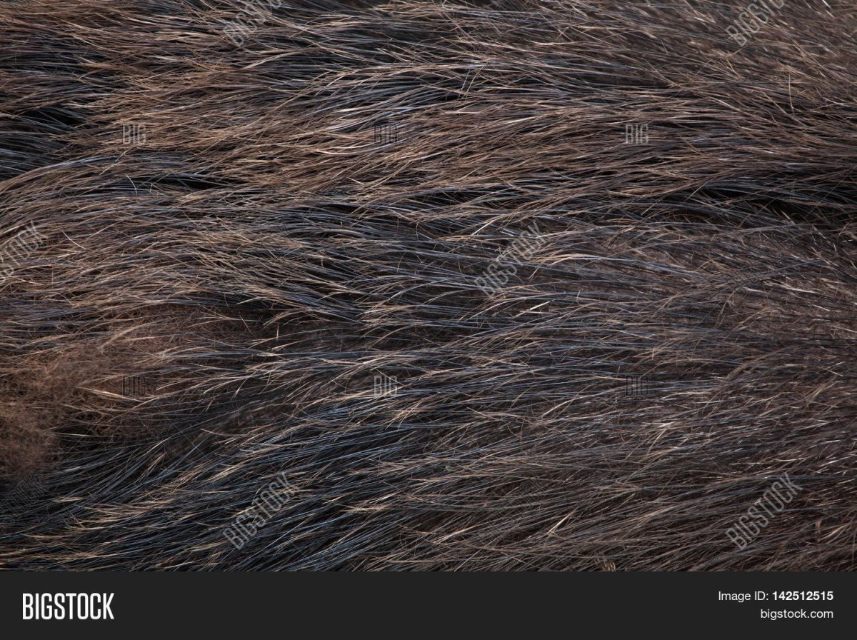 Кабан дикий с шерстью