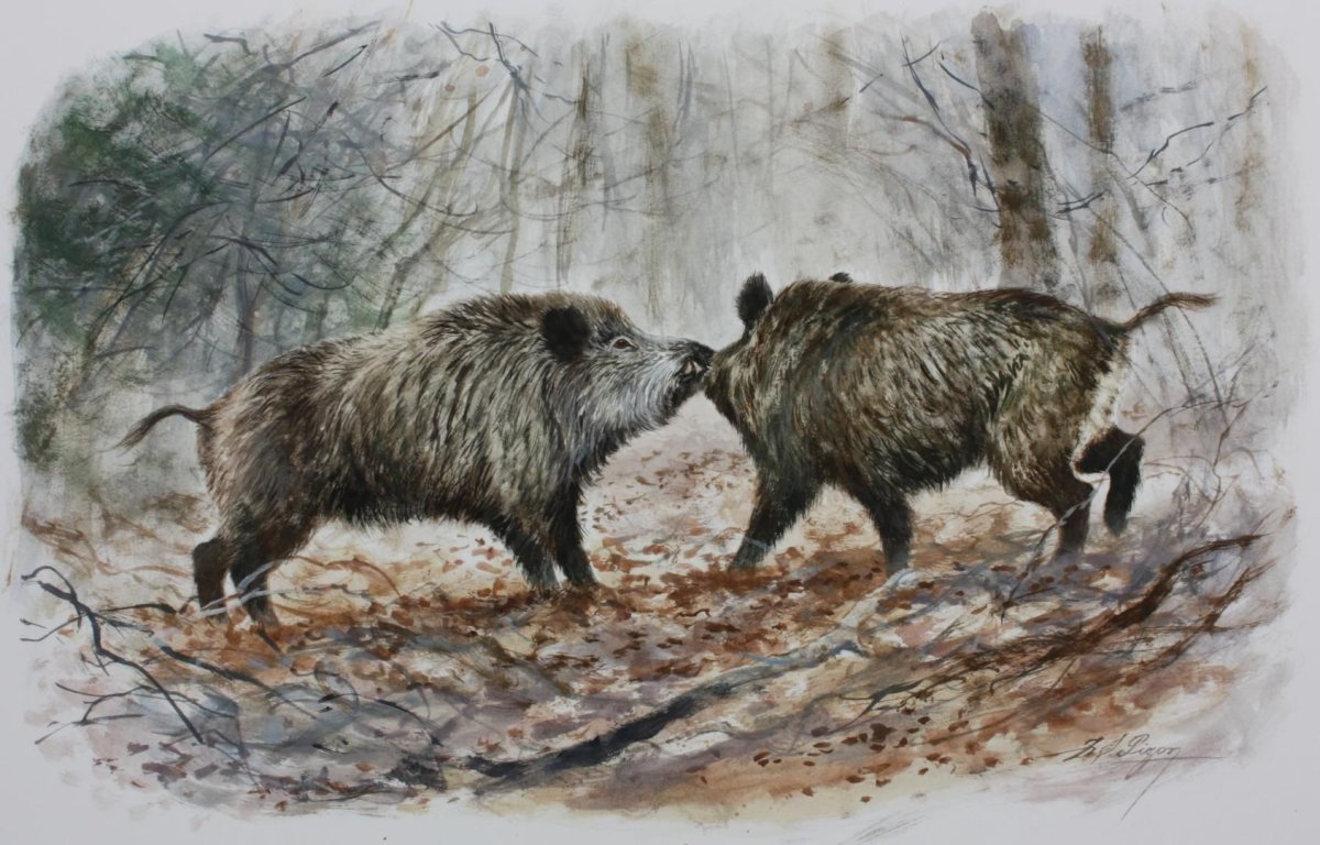 Охота кабаны акварель