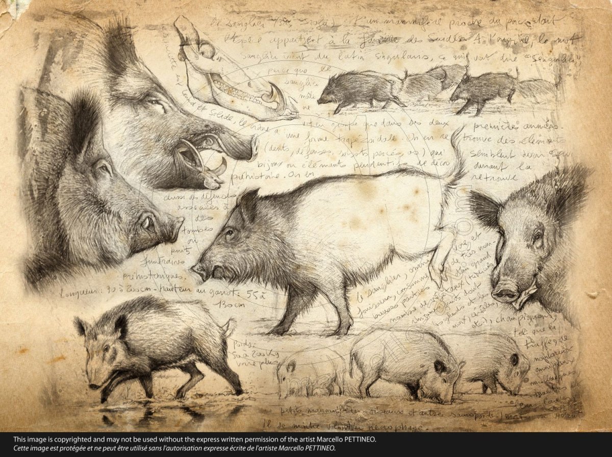 Средиземноморский дикий кабан