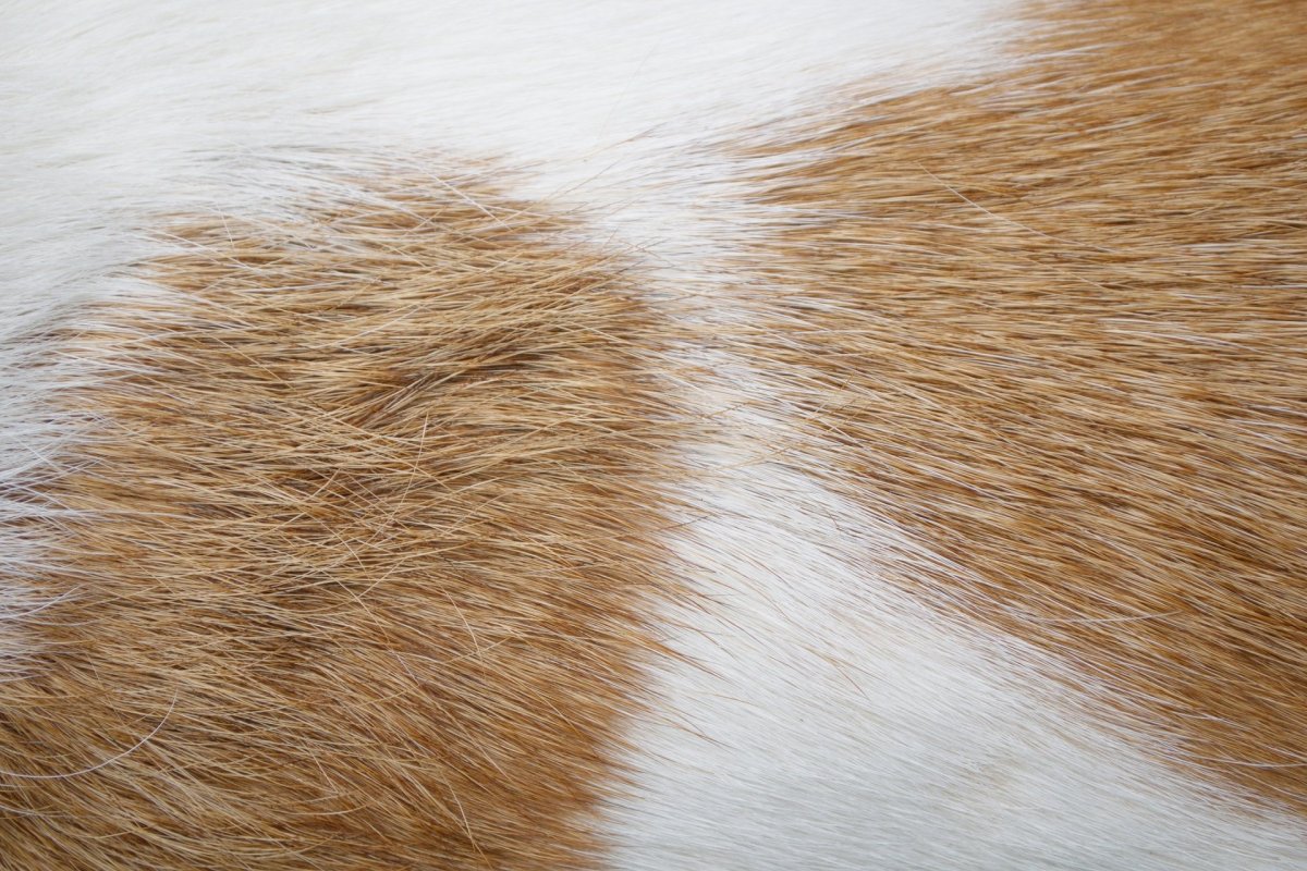 Голова кабана скульптура