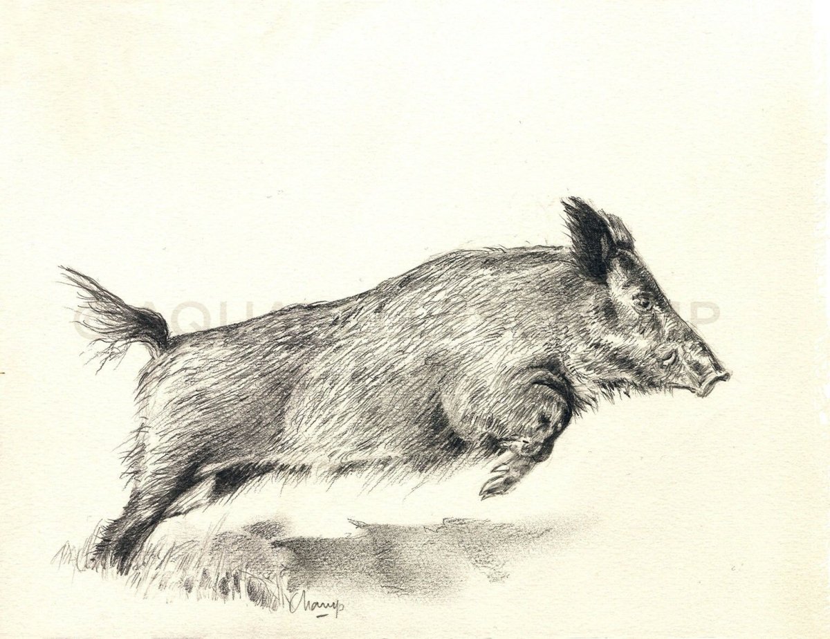Дикий кабан карандашом