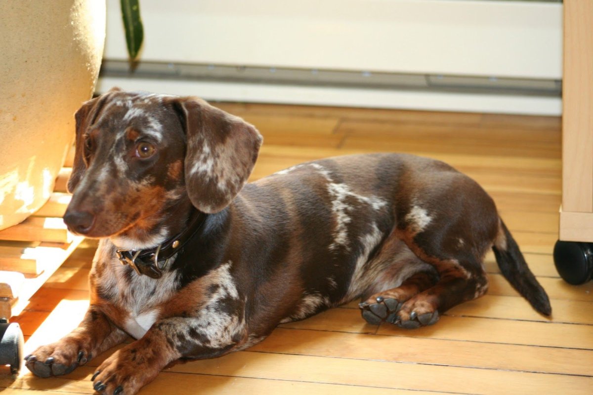 Такса гладкошерстная