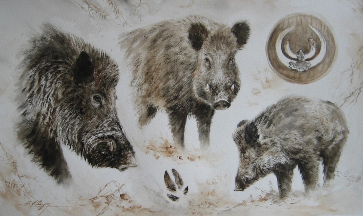 Кабан иллюстрация