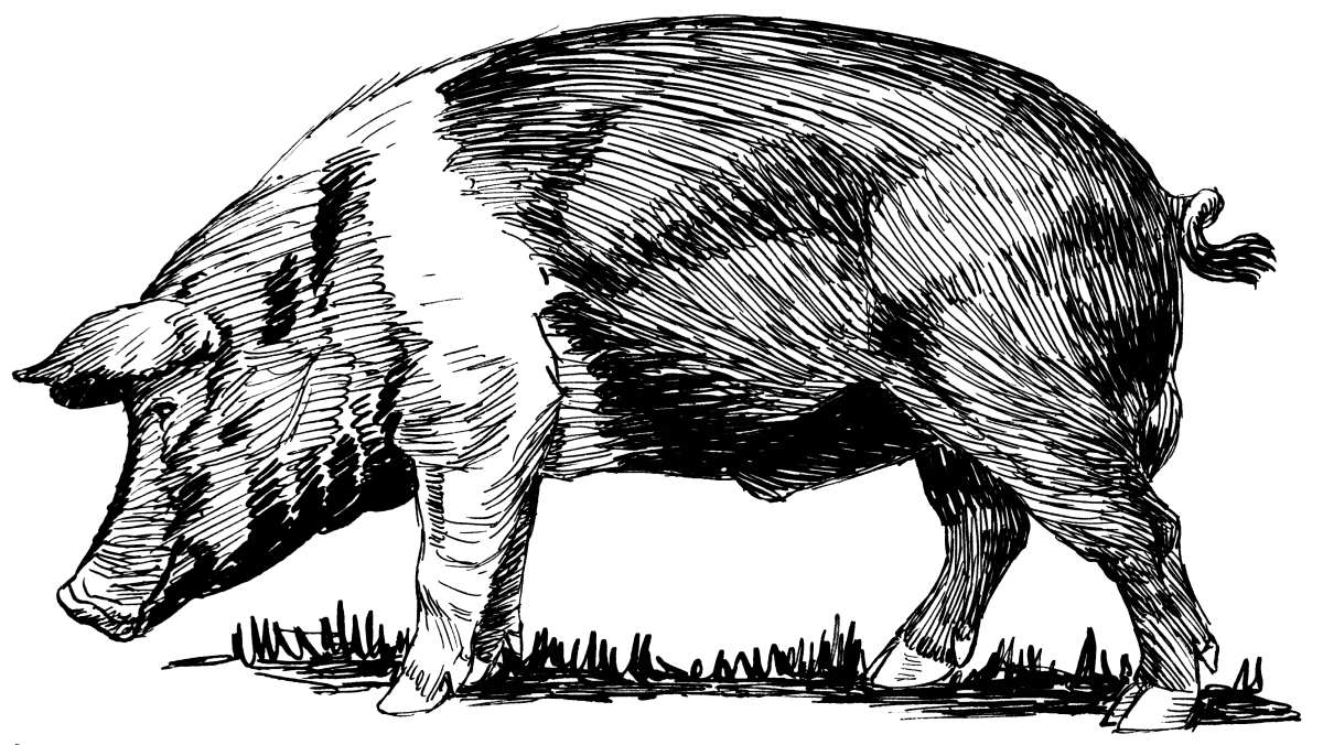 Кабан иллюстрация
