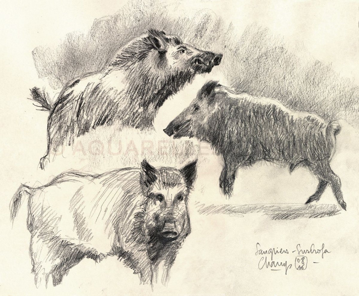 Животные поля