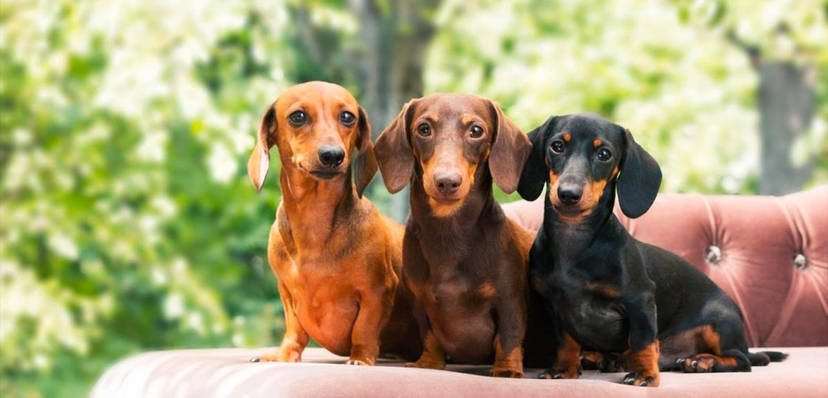 Красивая такса щенок