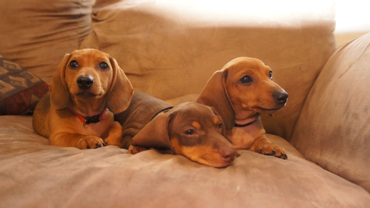 Британец и такса