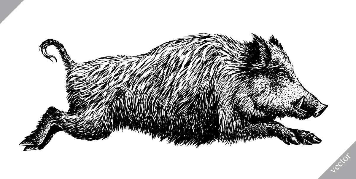 Кабан дикий с шерстью