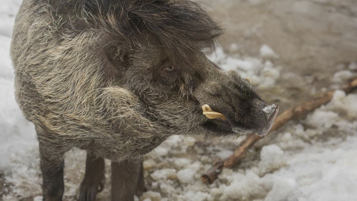 Шерсть кабана