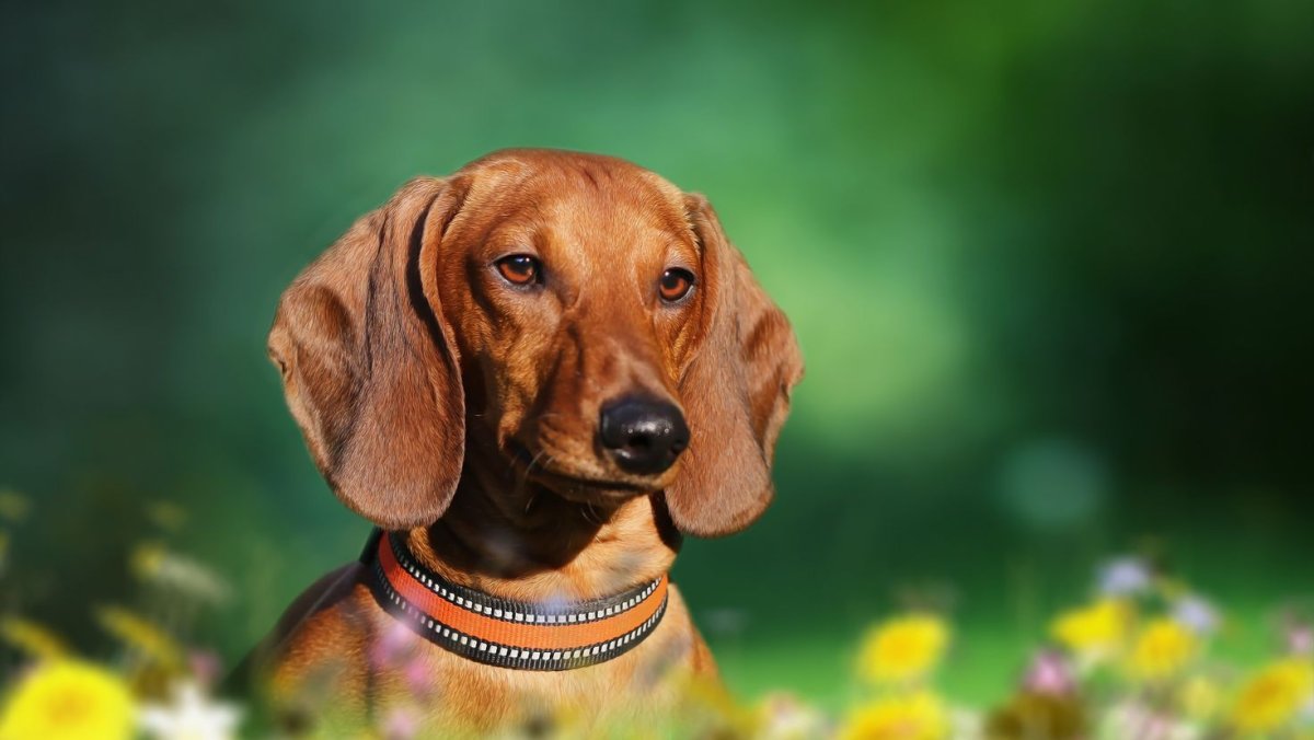 Охотничий ирландский сеттер