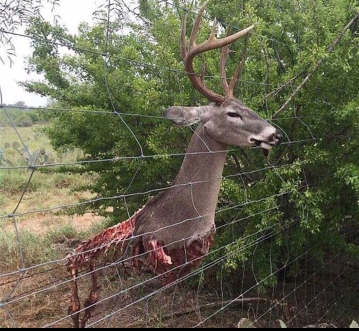 Бешеный олень