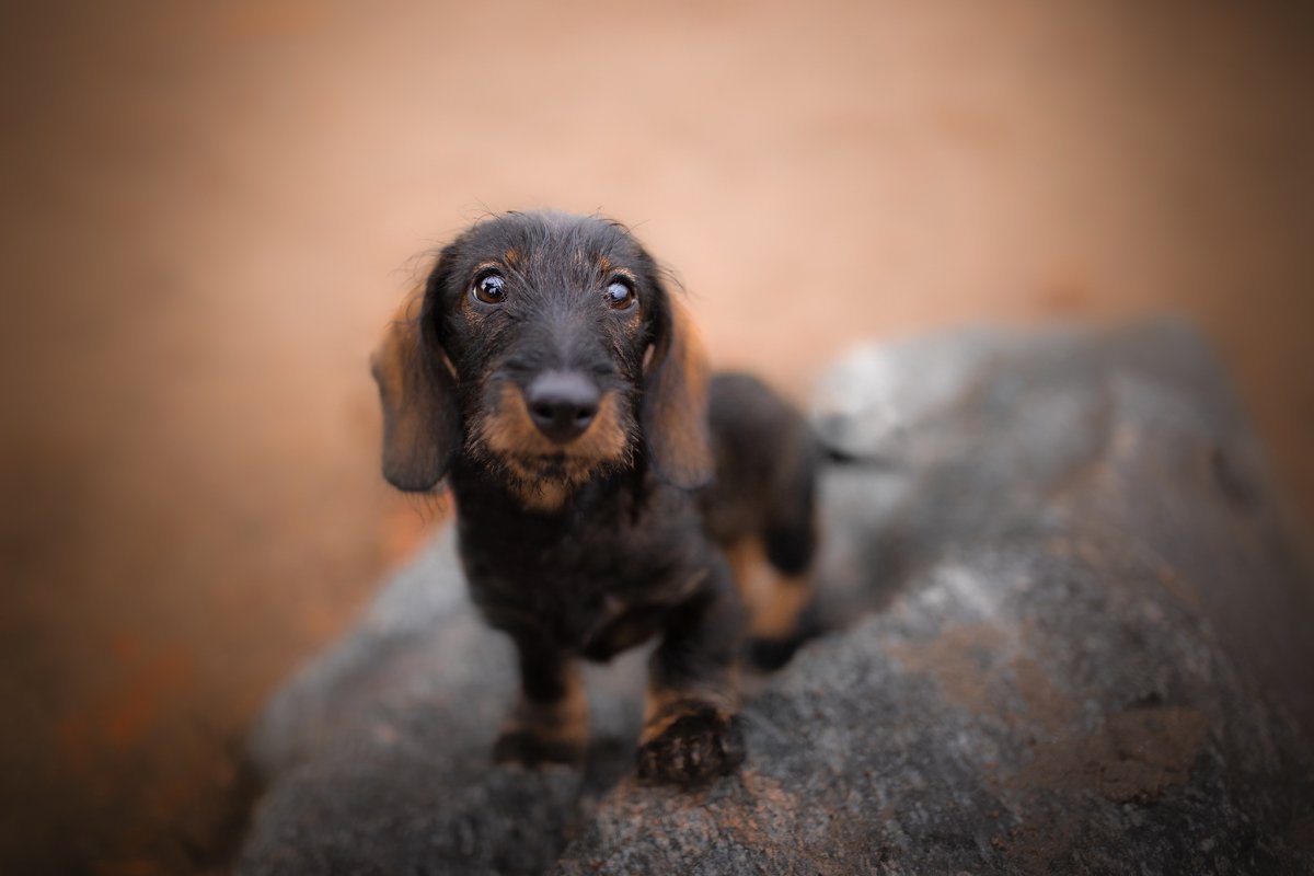 Апломбная такса